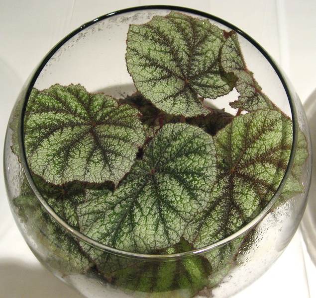 B. ‘Wanda’